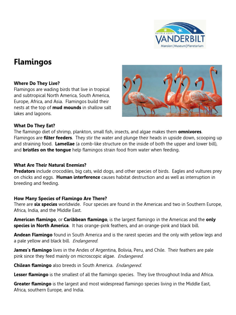 Flamingos | PDF | Holarctic Birds | Zoology