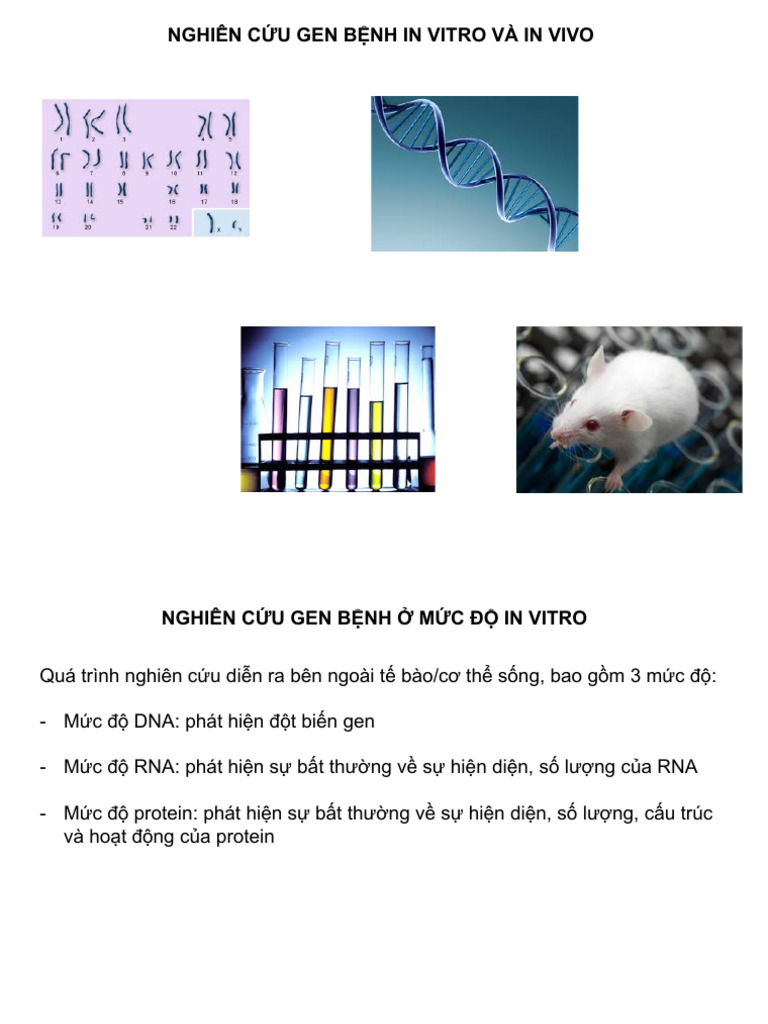 NgaÌ y 3-NghieÌ N Cuì Ì U Gen Beì Ì NH | PDF