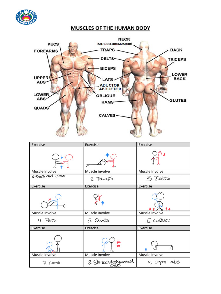 Human Body Muscle Overview | PDF