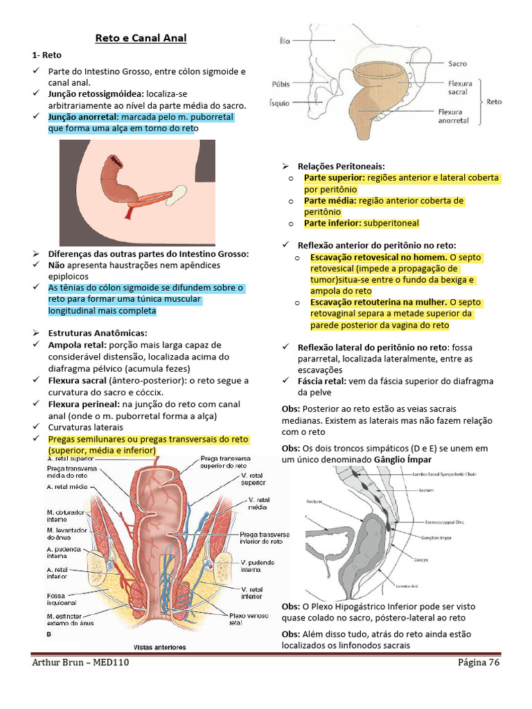 Anatomia do Reto e Canal Anal | PDF | Hemorroida | Pélvis