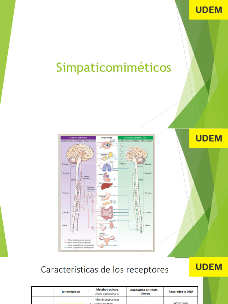 7 Simpaticomimeticos OT24 | PDF | Norepinefrina | Especialidades Medicas