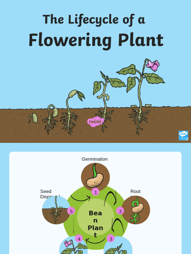 T T 2547035 The Lifecycle of A Flowering Plant Powerpoint Ver 1 | PDF