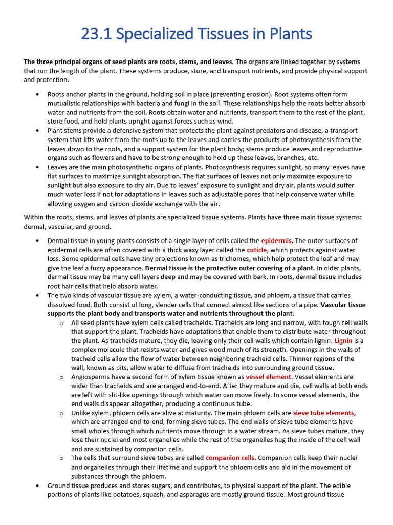 Chapter 23 Plant Structure and Function Summary | PDF | Plant Stem | Leaf