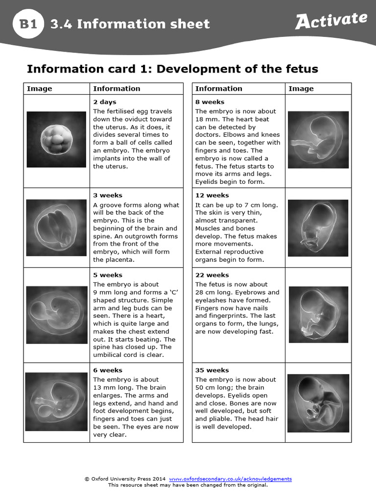 Fetal Development and Birth Process | PDF | Childbirth | Placenta