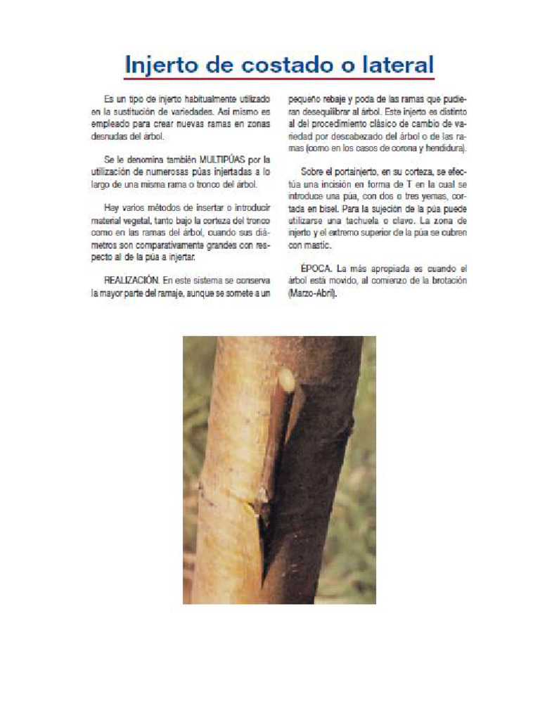 Injerto de Costado o Lateral | PDF