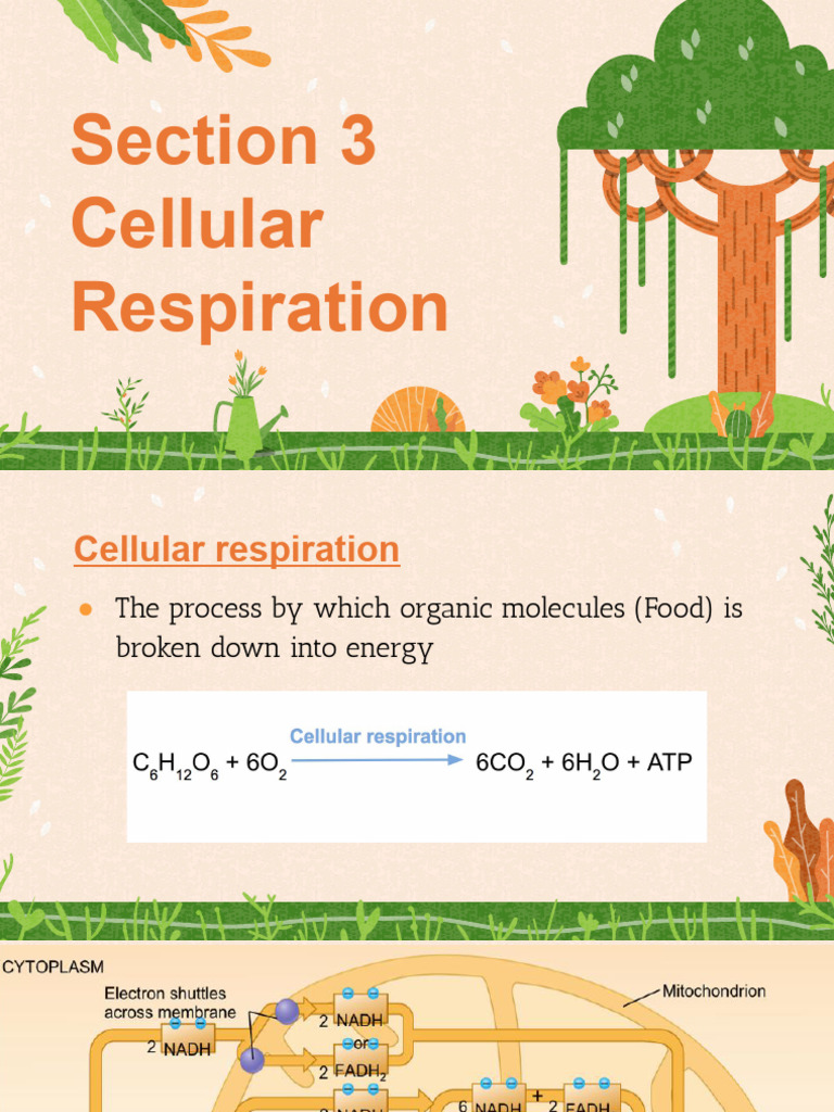 Cellular Respiration Explained: ATP Production | PDF