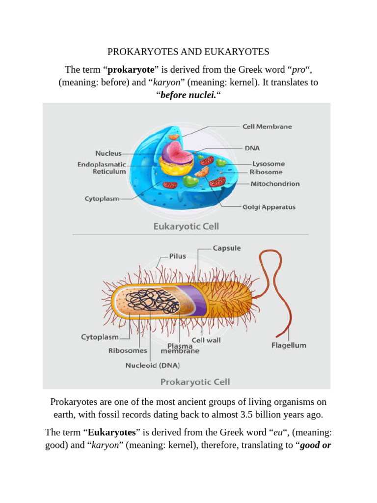 Prokaryotes vs. Eukaryotes Explained | PDF | Cell (Biology) | Prokaryote