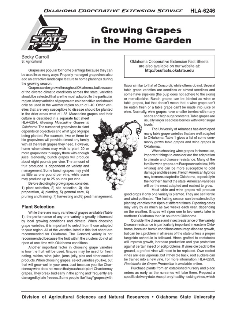 Growing Grapes in Oklahoma Gardens | PDF | Vitis | Grape