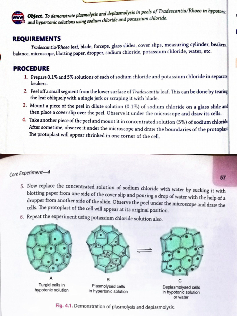 (exp 8) study of plasmolysis in epidermal peels 25-Nov-2023 21-00-38 | PDF