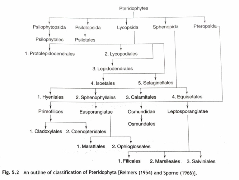Classification of Pteridophytes 1954 | PDF