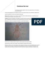 Fisa Biologie Busuioc