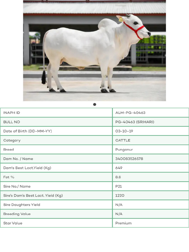 Bull Detail | PDF