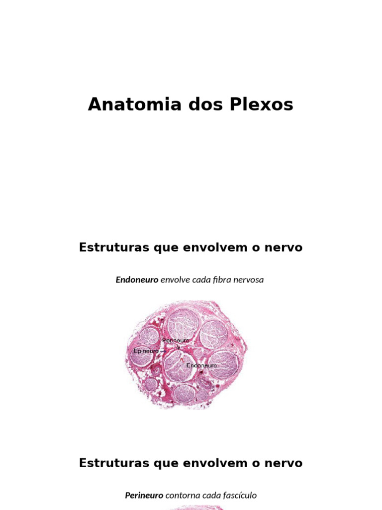 Anatomia dos Plexos Nervosos | PDF | Anatomia humana | Sistema Locomotor