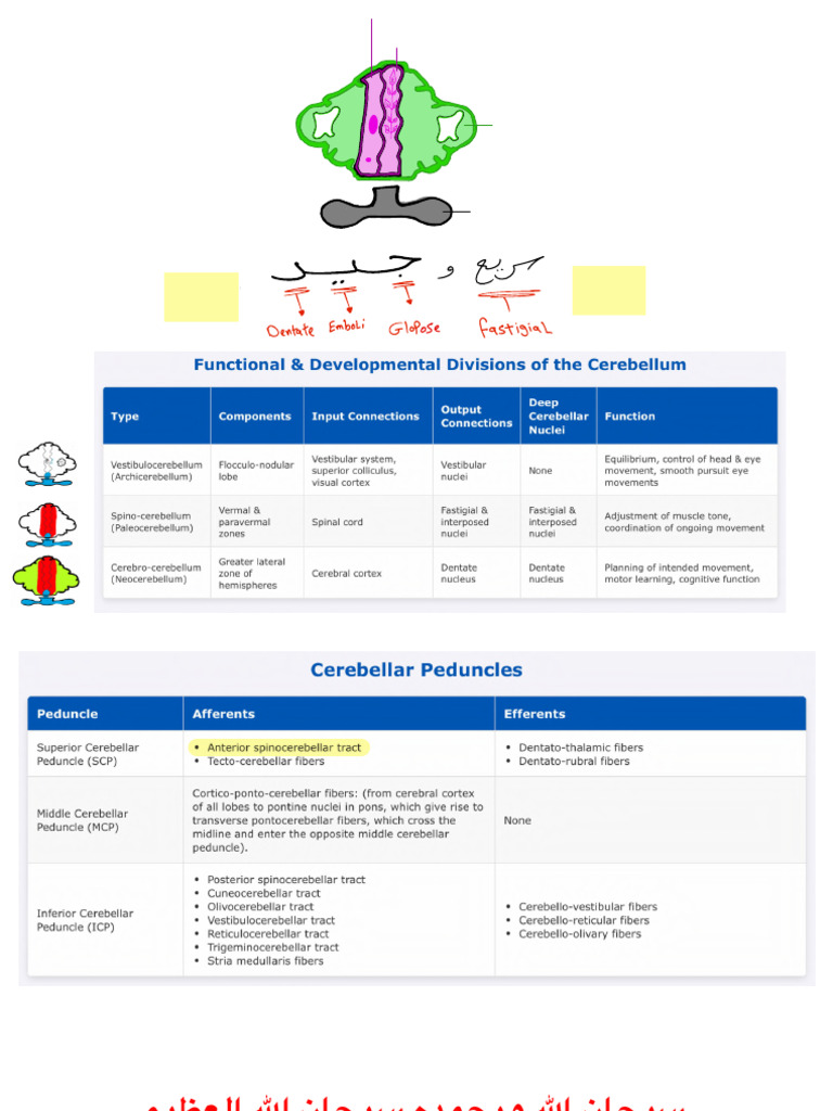 Cerebellar Nuclei and Functions Explained | PDF | Cerebellum | Neuroanatomy