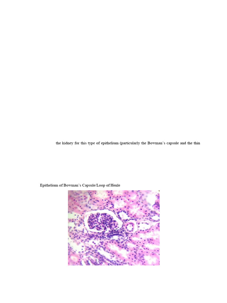 Ex2 Epithelia Histology Lab | PDF | Epithelium | Anatomy