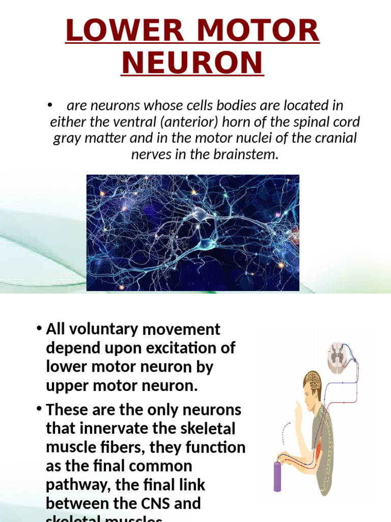 Understanding Lower Motor Neurons | PDF | Motor Neuron | Nervous System