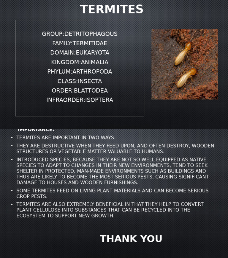 Termites | PDF