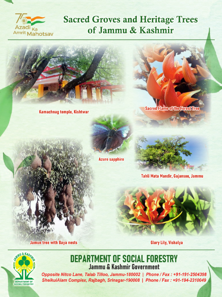 Sacred Groves and Heritage Trees of Jammu and Kashmir | PDF | Ficus | Trees