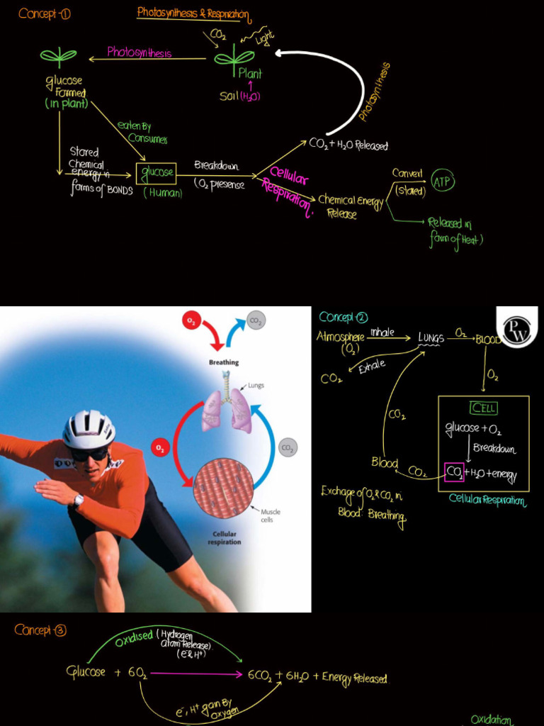 Respiration Notes | PDF