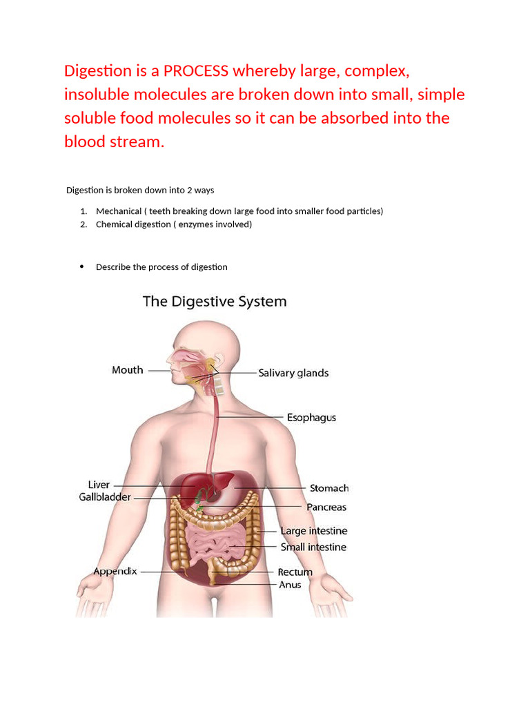 Overview of the Digestion Process | PDF | Digestion | Stomach
