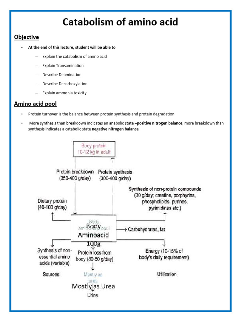 Catabolism of Amino Acid | PDF | Amino Acid | Transaminase