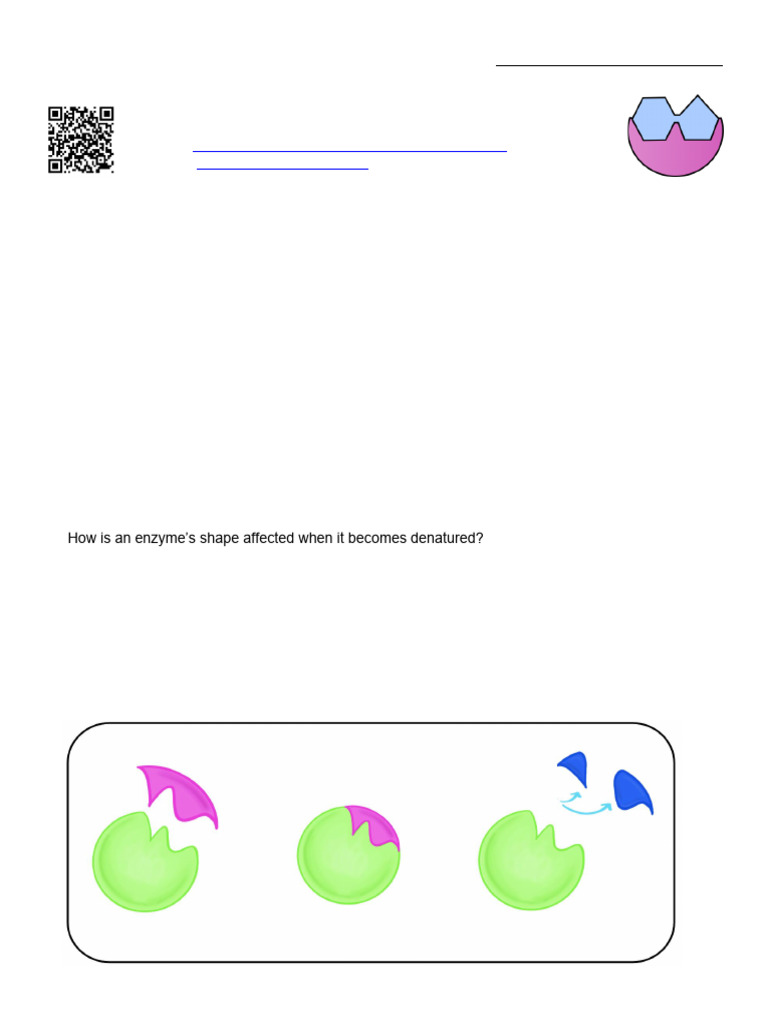 Enzyme Basics and Factors Affecting Activity | PDF | Enzyme | Enzyme Assay