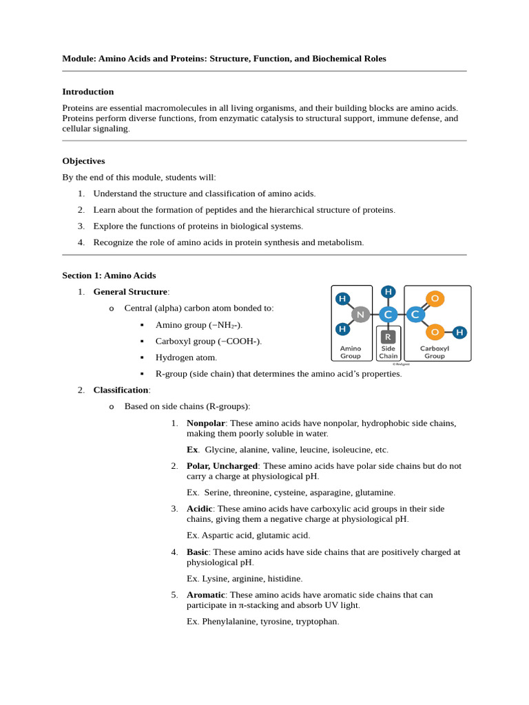 Amino Acids and Protein Functions | PDF | Amino Acid | Proteins