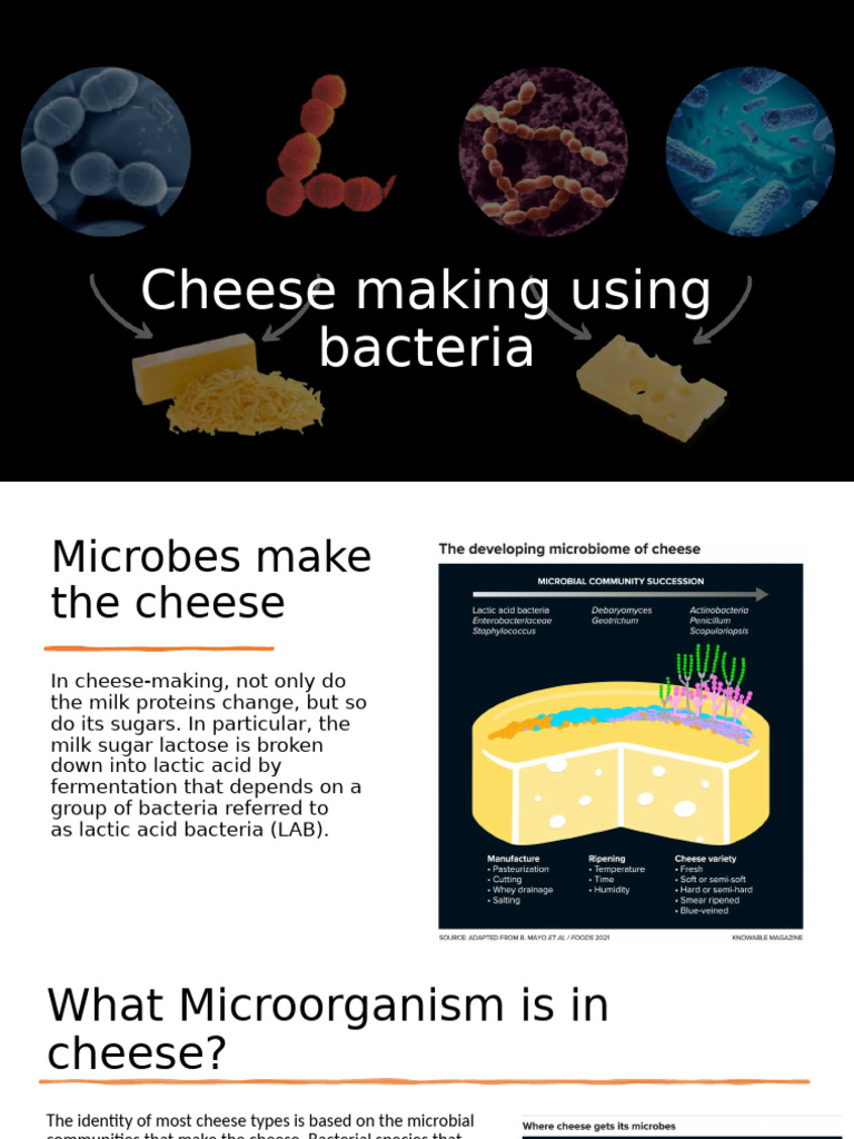 Cheese Making Using Bacteria | PDF
