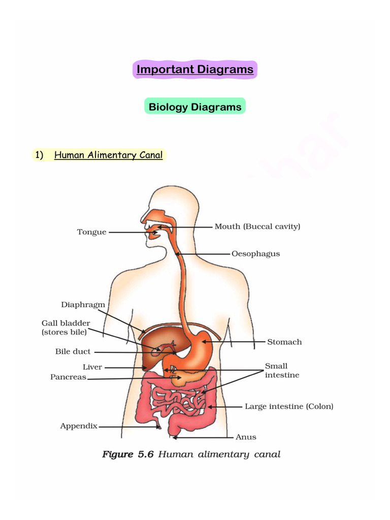 Biology Diagram | PDF