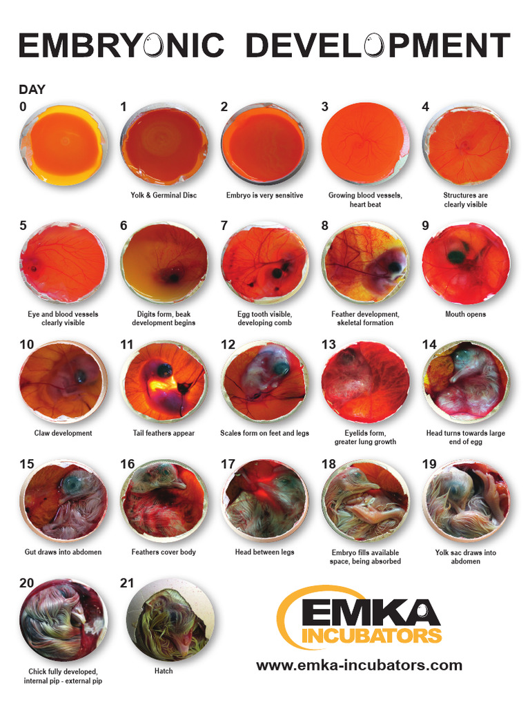 Chick Embryo Development Stages | PDF
