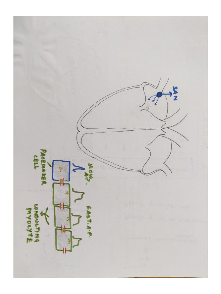 Cardiac Action Potential | PDF