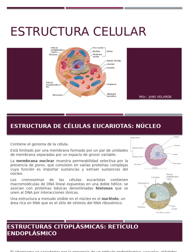 Estructura y Función de Células Eucariotas y Procariotas | PDF ...