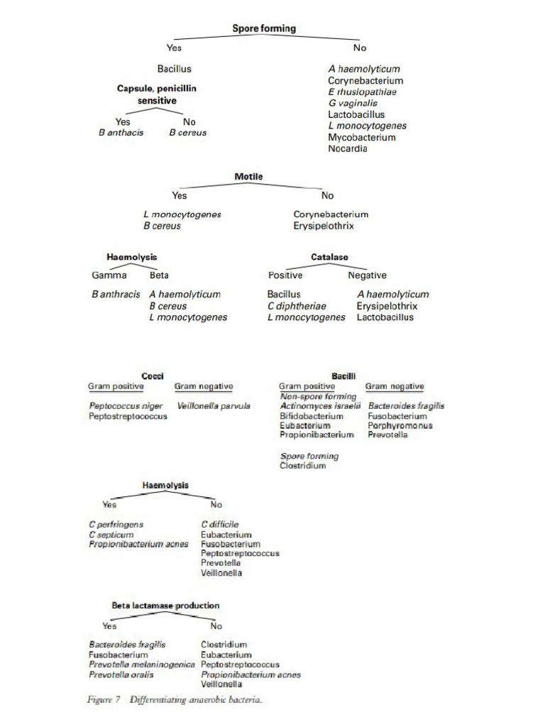Infecto | PDF | Streptococcus | Microbiology
