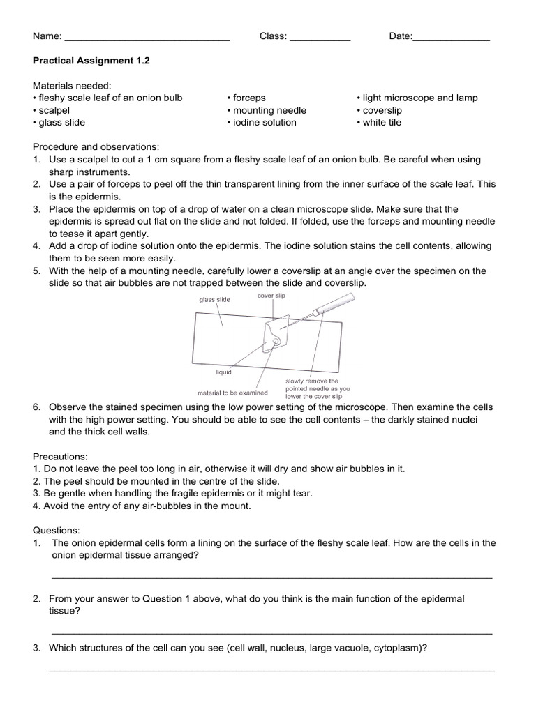 5090 Practical Assignment 2 | PDF | Tissue (Biology) | Histology