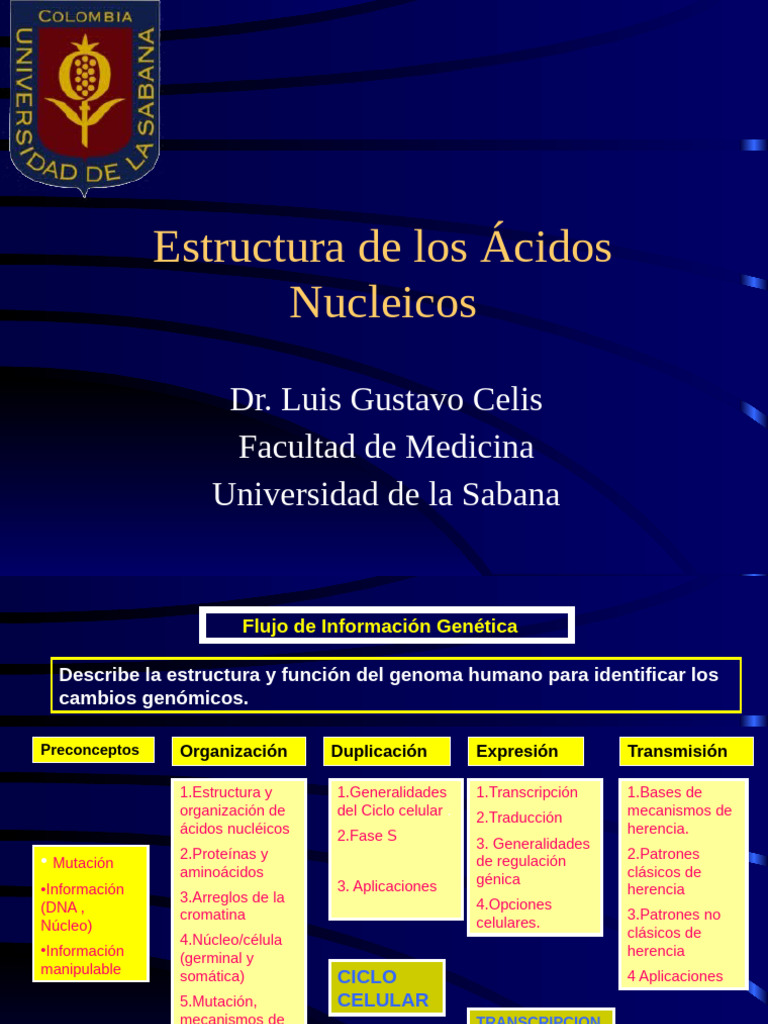 Estructura Ã Cidos Nucleicos | PDF | Adn | Rna