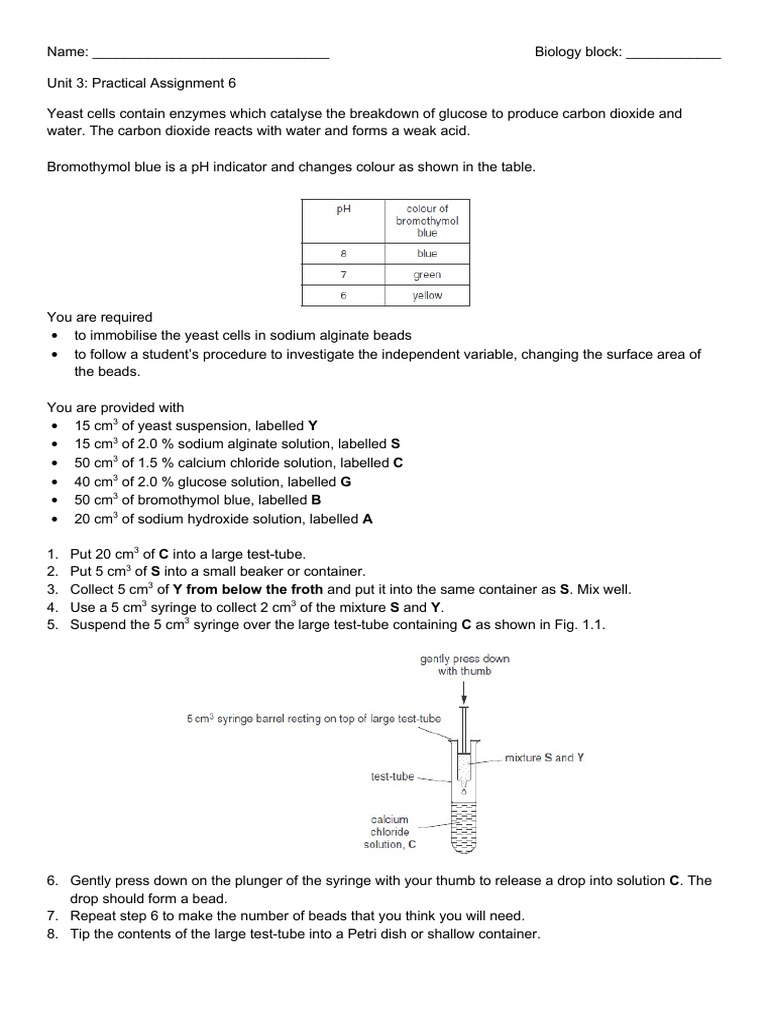 Yeast Cell Experiment: Surface Area Impact | PDF | Area | Sodium