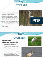 Estuario Do Tejo - Aves2