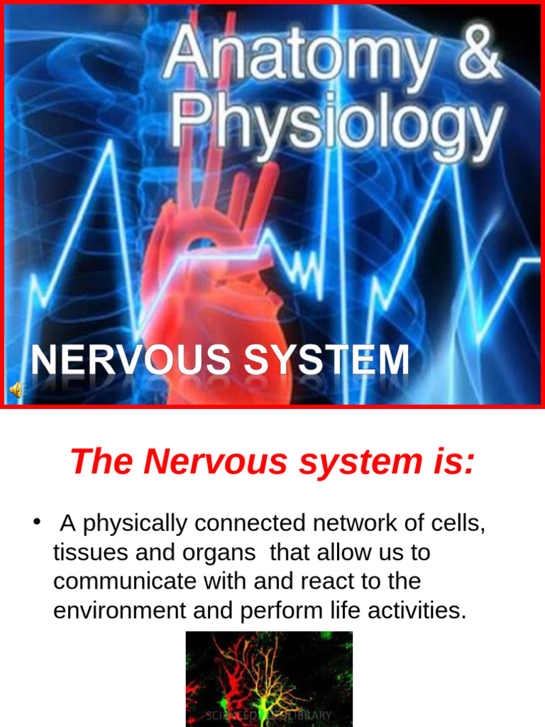 179 Anatomy Nervous System 2 | PDF | Axon | Neuron