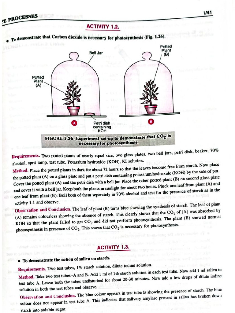 Science Activity | PDF