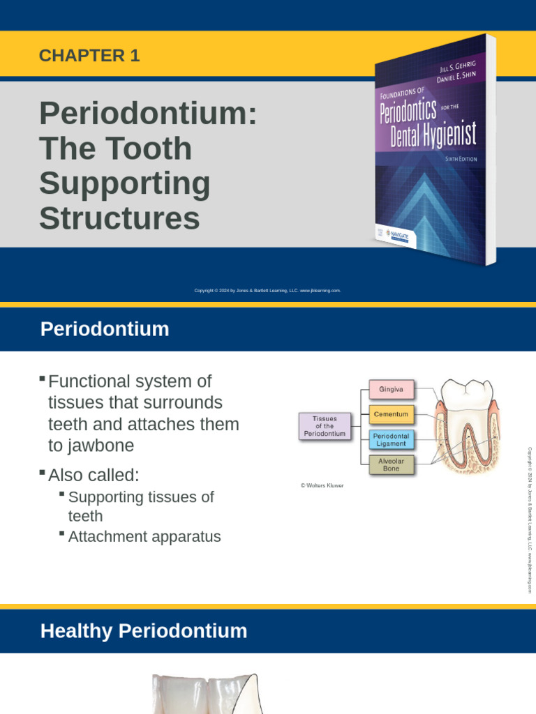 Slid CH01 | PDF | Human Tooth | Dental Anatomy