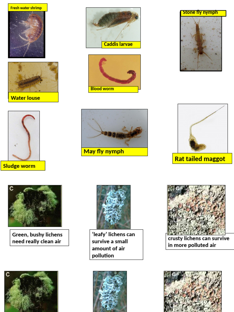 L9 Pollution Indicators Pupil Handout | PDF