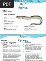 Estuario Do Tejo -Peixes
