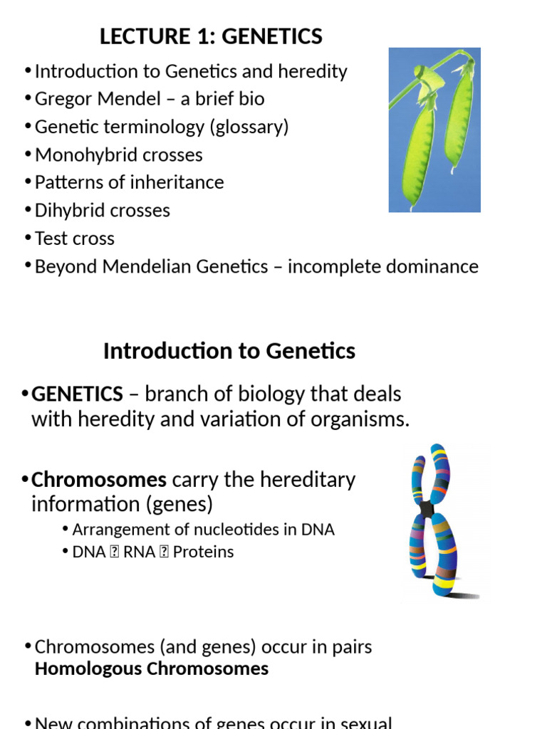 Mendelian Genetics | PDF | Blood Type | Dominance (Genetics)