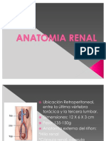 Anatomia Renal