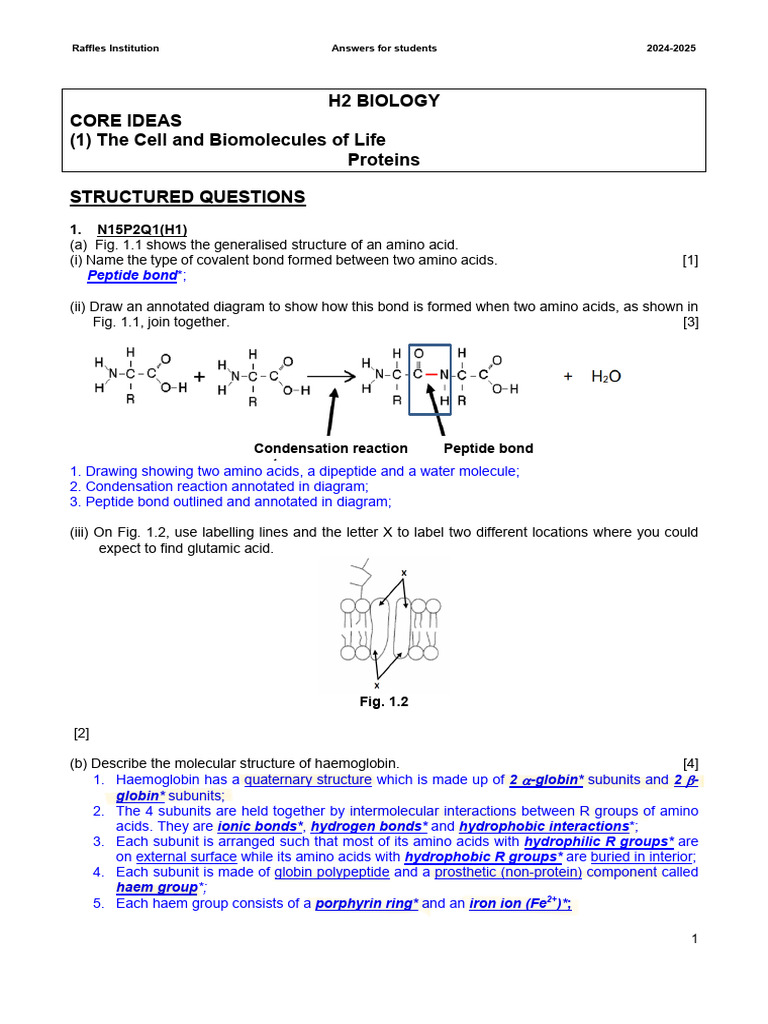 Proteins+tutorial+2024_answers+for+students | PDF | Active Site ...