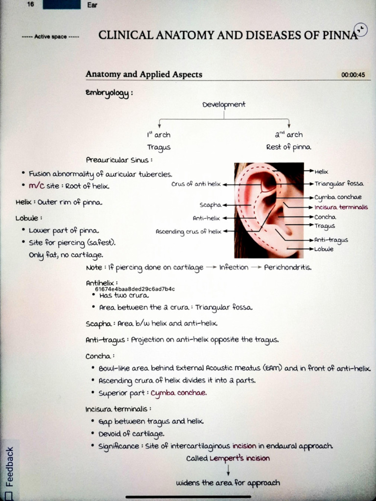 Ear L4 | PDF | Ear | Human Anatomy