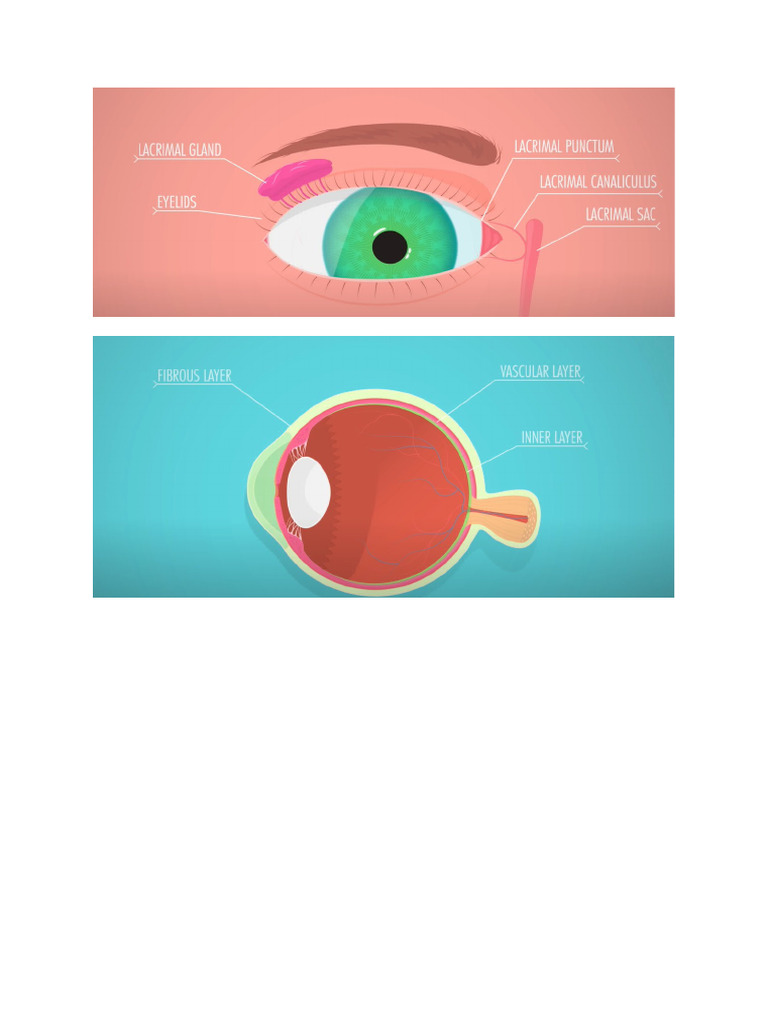 Anatomy of the Eye: Tunics and Functions | PDF | Retina | Eye
