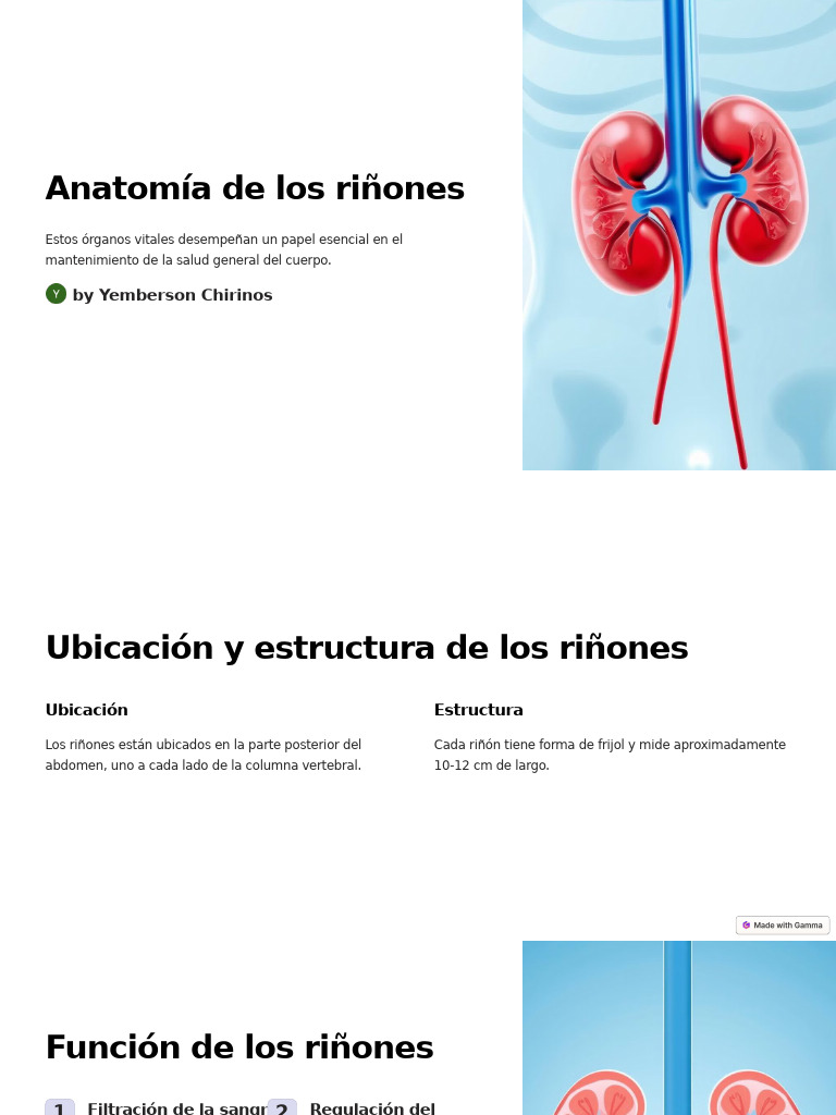 Anatomía y Función de los Riñones | PDF | Riñón | Especialidades Medicas