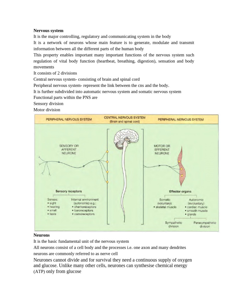 Overview of the Nervous System Functions | PDF | Axon | Neuron