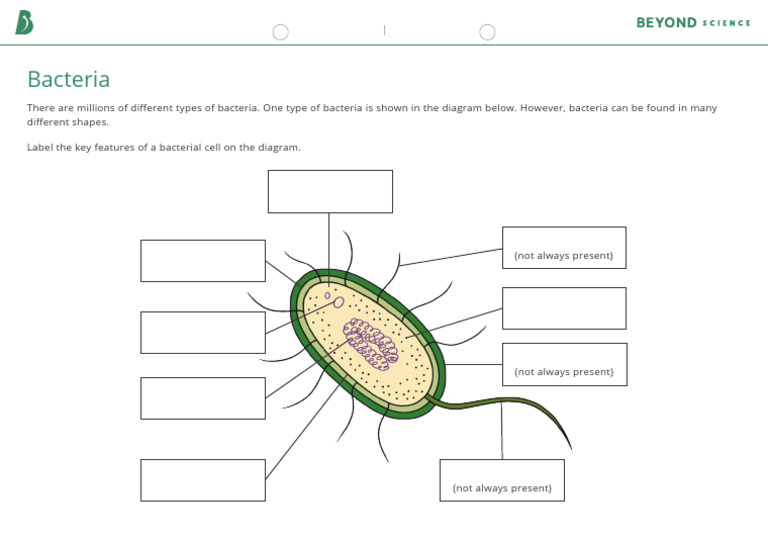 Bacteria Labelling Worksheet | PDF